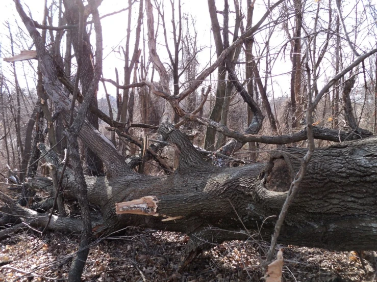 a fallen tree in a forest, possibly for the fall or winter