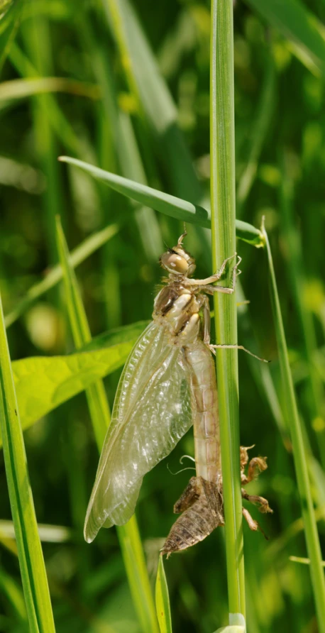 a close - up of a bug in a grass area