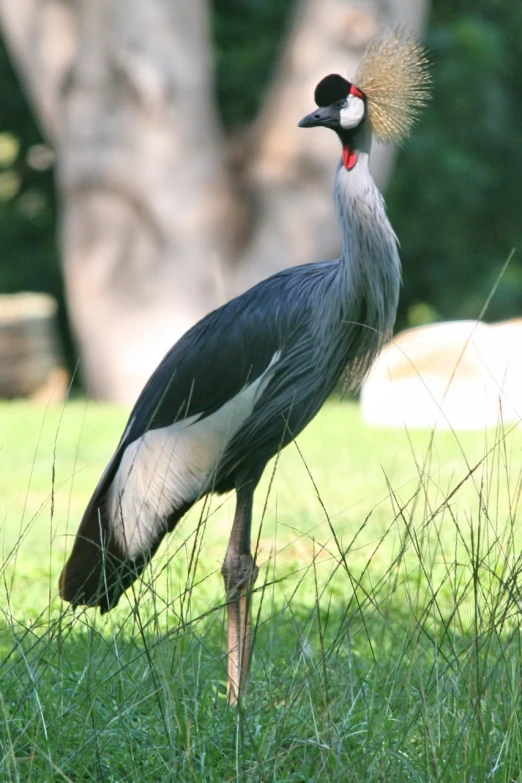 a bird with a red beak standing in the grass