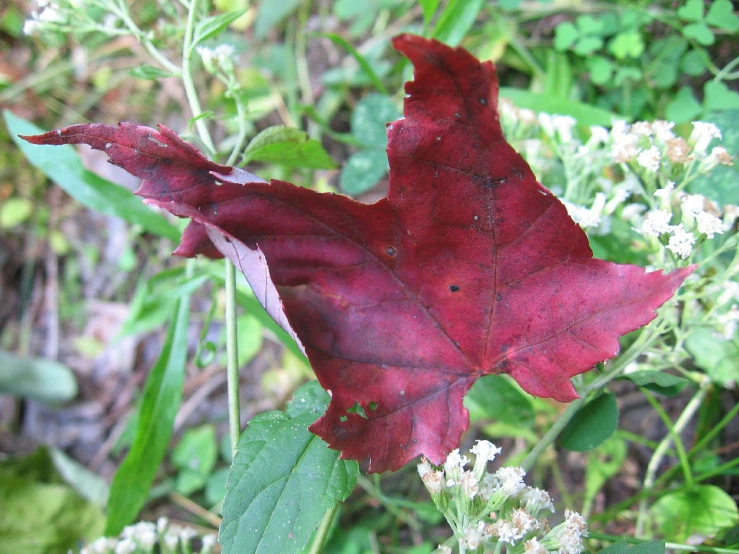 a close up of the leaves and flowers of a plant