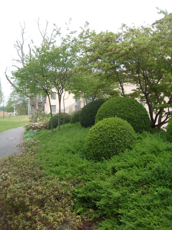 this lush green shrub is near some trees