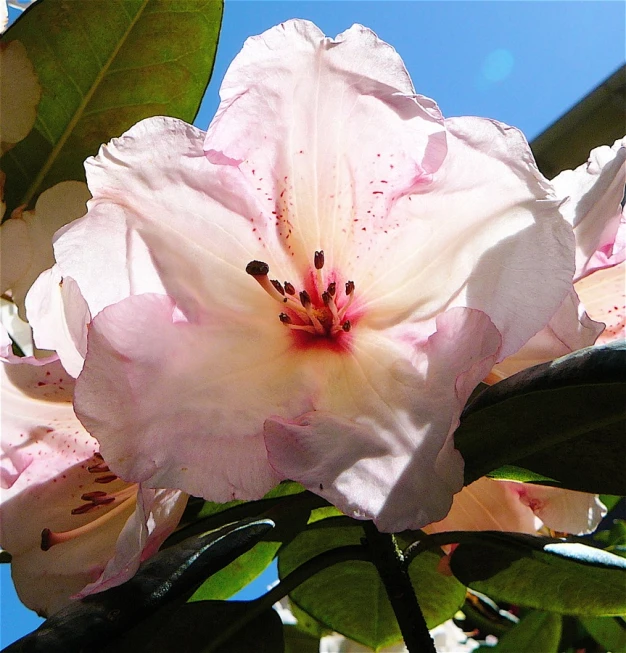 large white flowers with red stamen growing on a tree