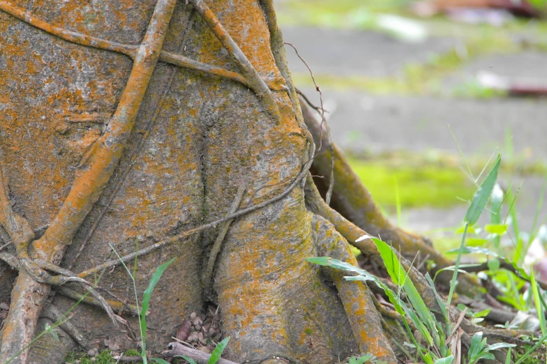 a tree with vines on it near a path