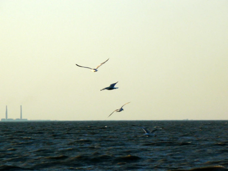 three birds fly across the ocean on a foggy day