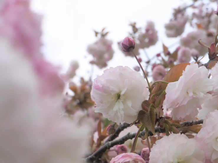 flowers in bloom and buds in the foreground with blurred sky in background