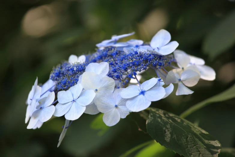 some blue and white flowers on a plant