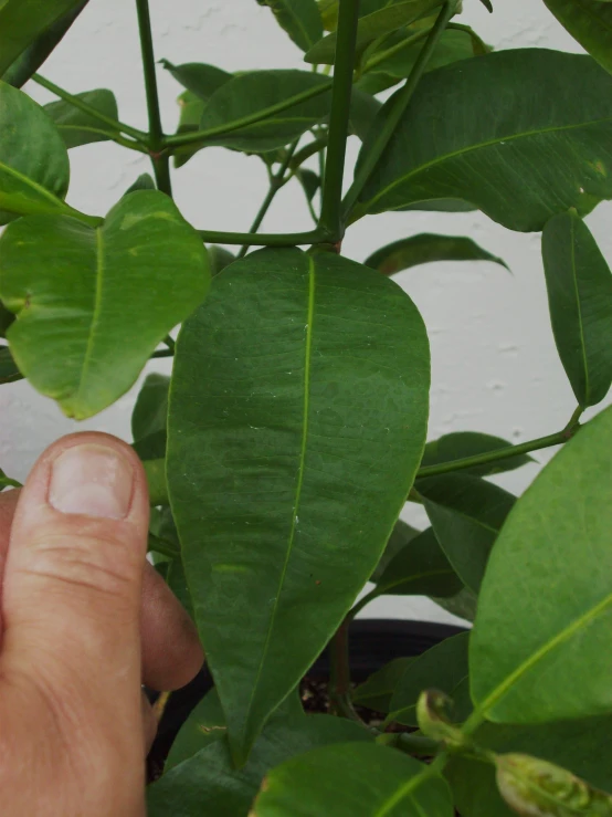 a hand that is holding some kind of plant