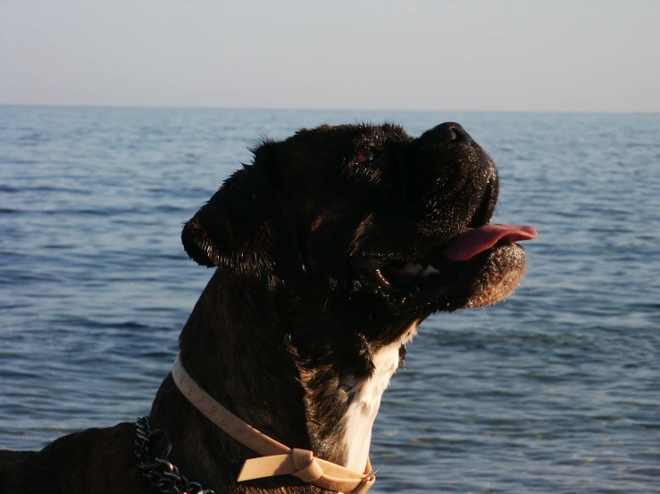 a dog with its tongue hanging out next to the water