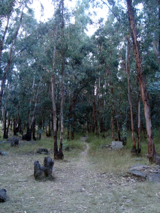 a wooded area with rocks, trees, and grass