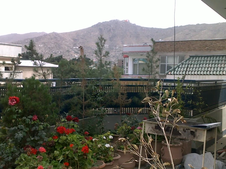 garden with red flowers and buildings in the background