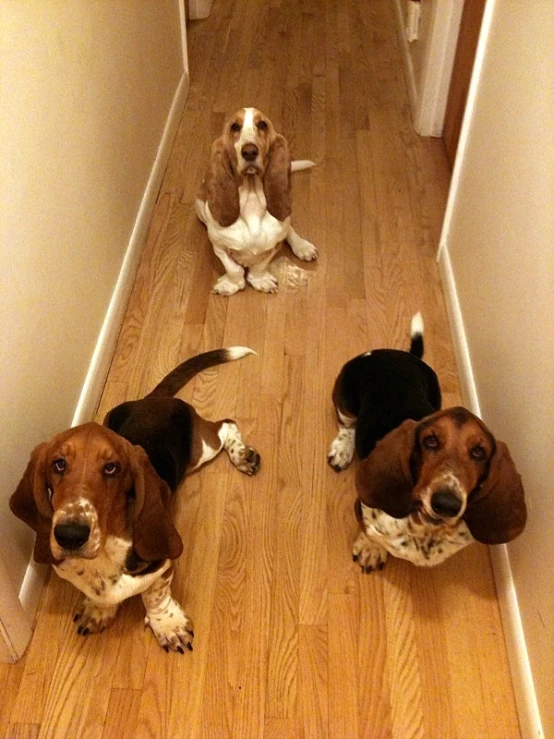 two dogs are sitting on the floor beside each other