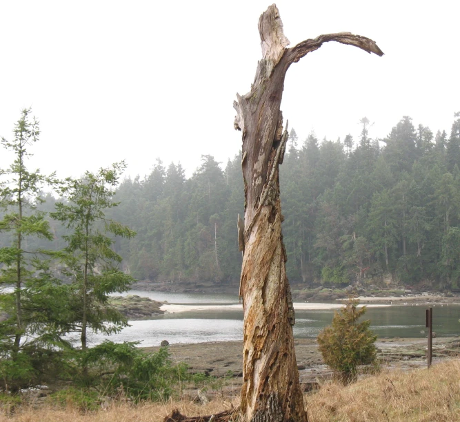 there is a dead tree by the water