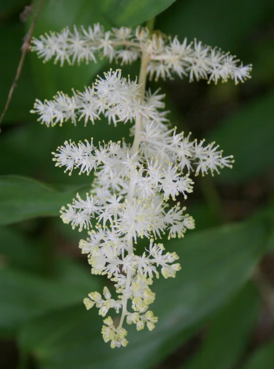 several white flowers are in bloom and green leaves