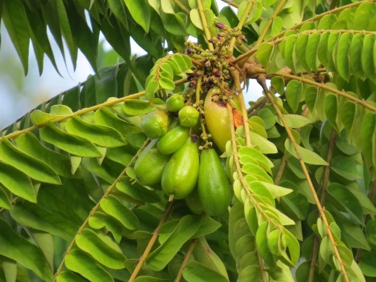 green fruits grow on a tree with large leaves