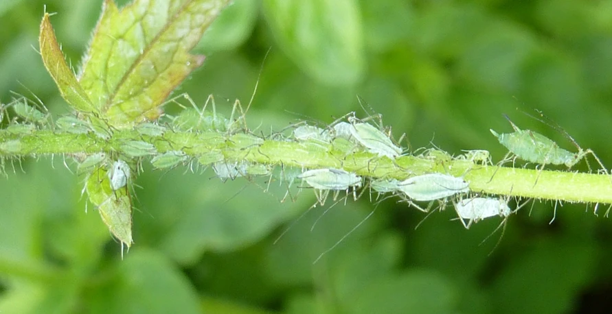 some water droplets on a green stem