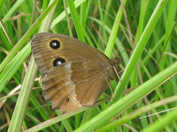 a brown erfly sitting on the grass