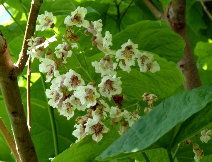 the flower petals are white and brown
