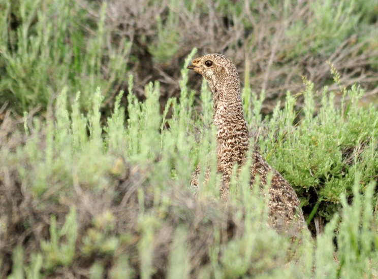 the young bird is standing in some vegetation