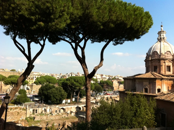 trees are growing near some buildings and other old architecture