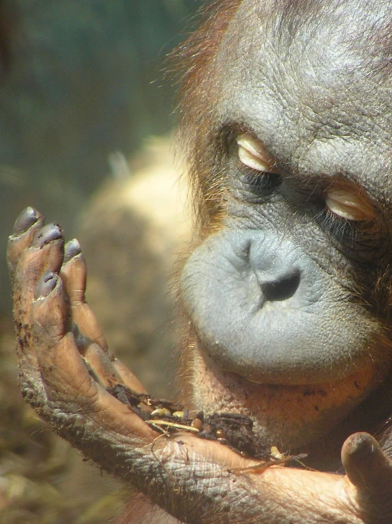 a close up view of the inside of an oranguel