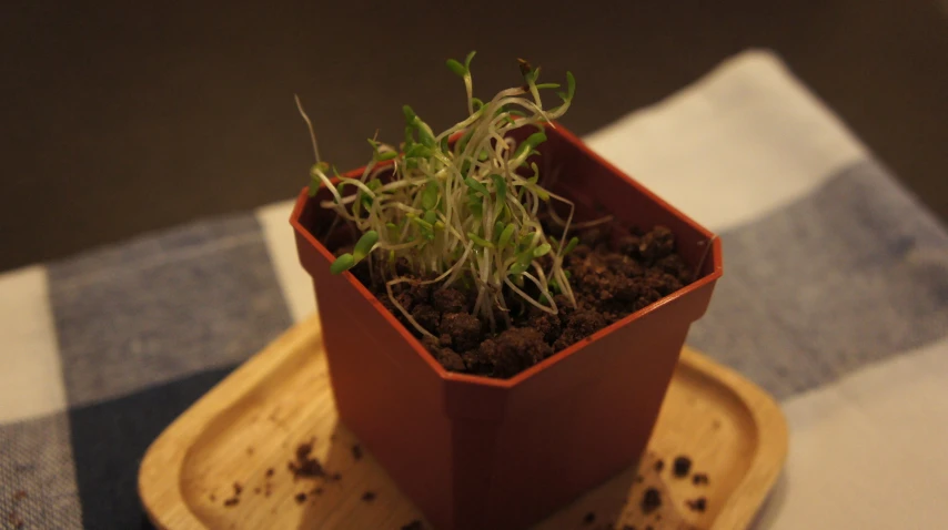 small plant growing out of a cup on a wooden tray