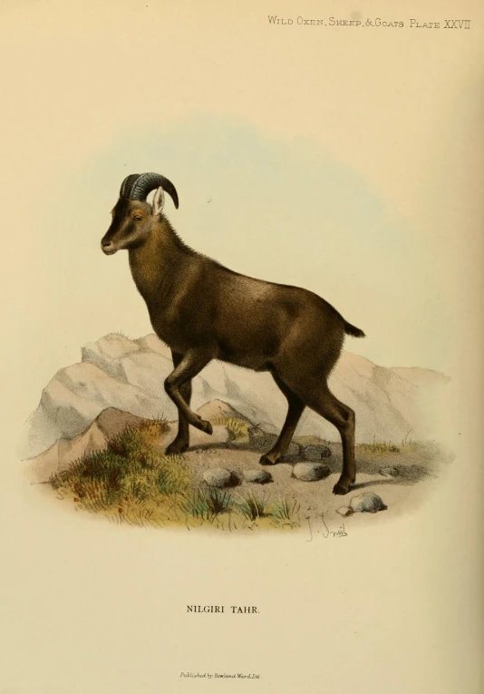 the horned goat is running across the rocky terrain