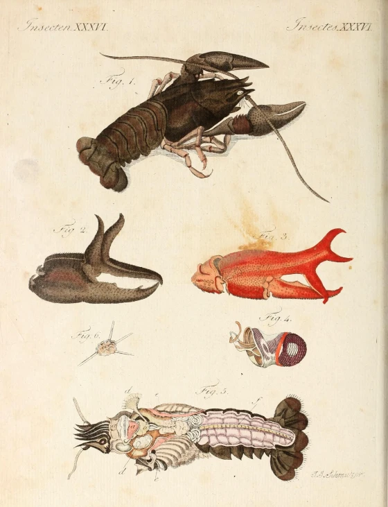 three illustrations of animals and fishes on a white background