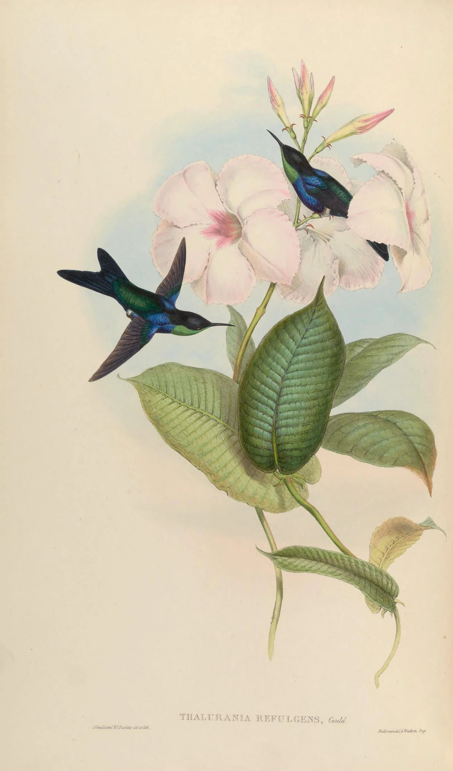 a drawing of some hummingbirds on a pink flower