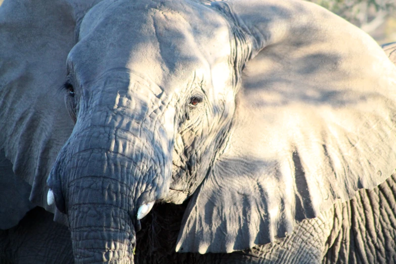 the closeup of an elephant with long ears