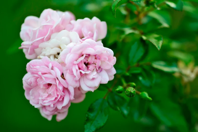 large pink and white flowers growing together in a garden