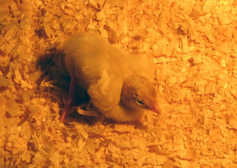 a small yellow duck laying on the ground