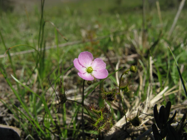 a pink flower growing out of the grass