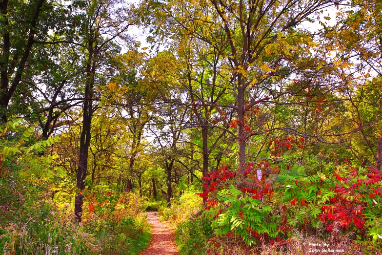 colorful flowers and trees in a wooded area