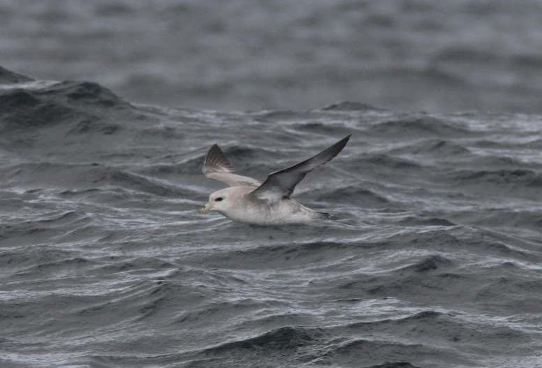 a large bird flying over the top of some water