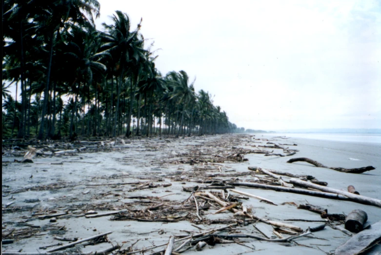 tree trunks lay on a beach covered in sand