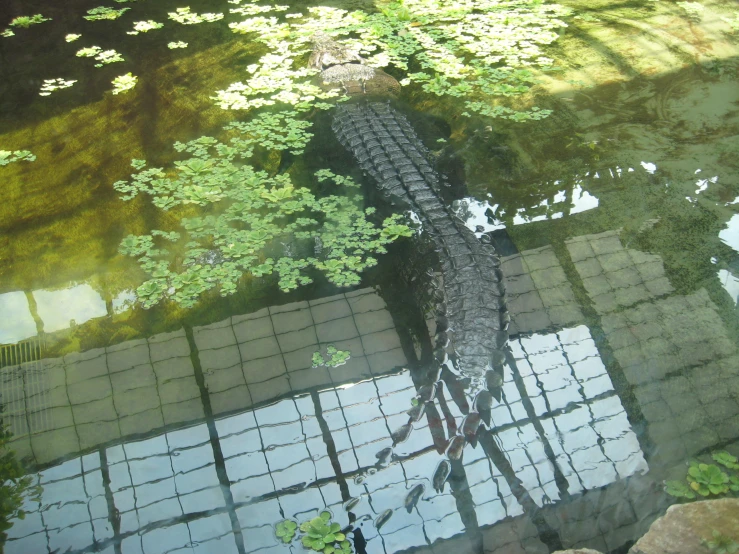 a view through the glass to a pond of water and a bike tire