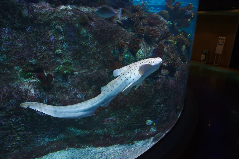 there is a large fish in an aquarium