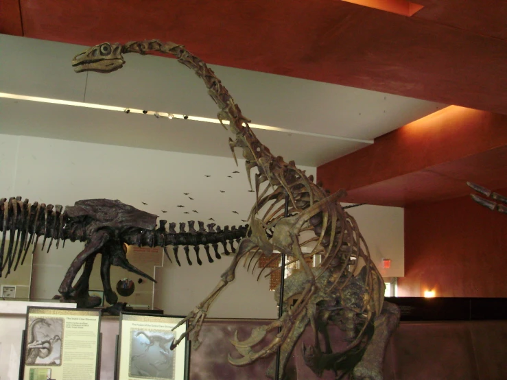 a skeleton of a tyrancolsaurus with long neck