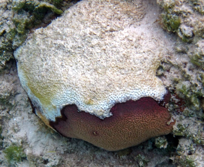 a picture of an animal on a beach