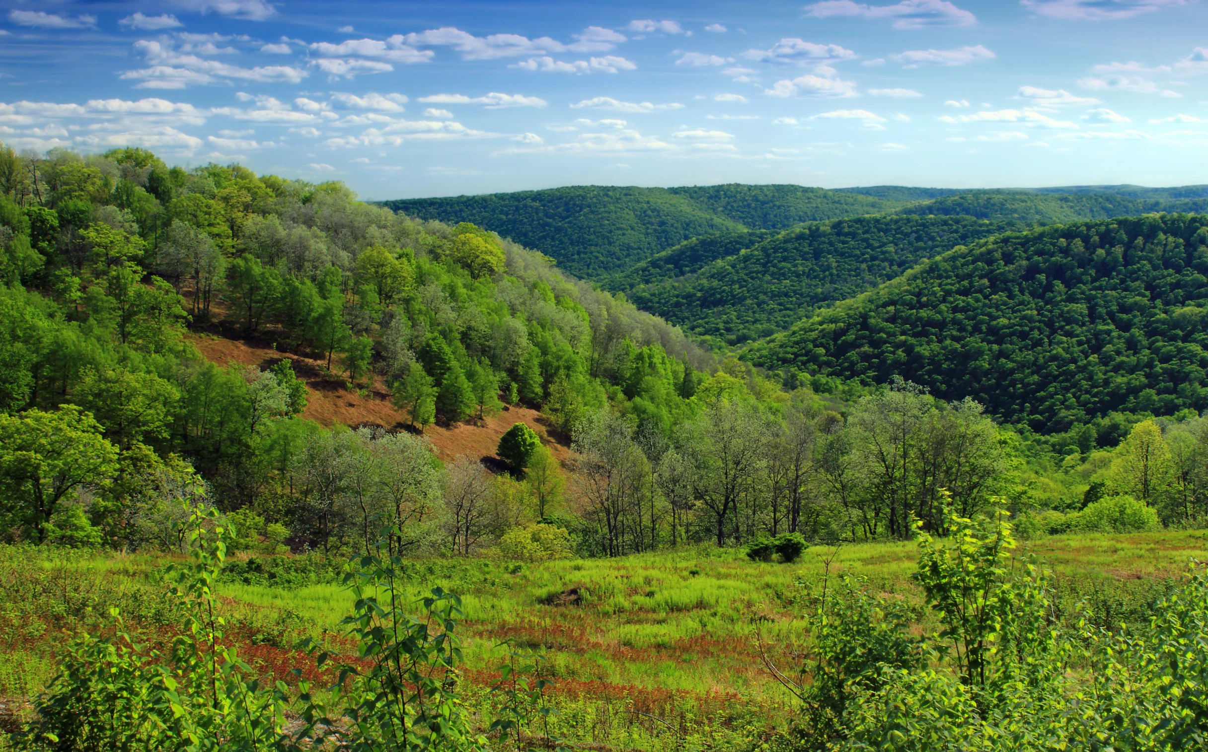 a green valley surrounded by lush trees and a blue sky