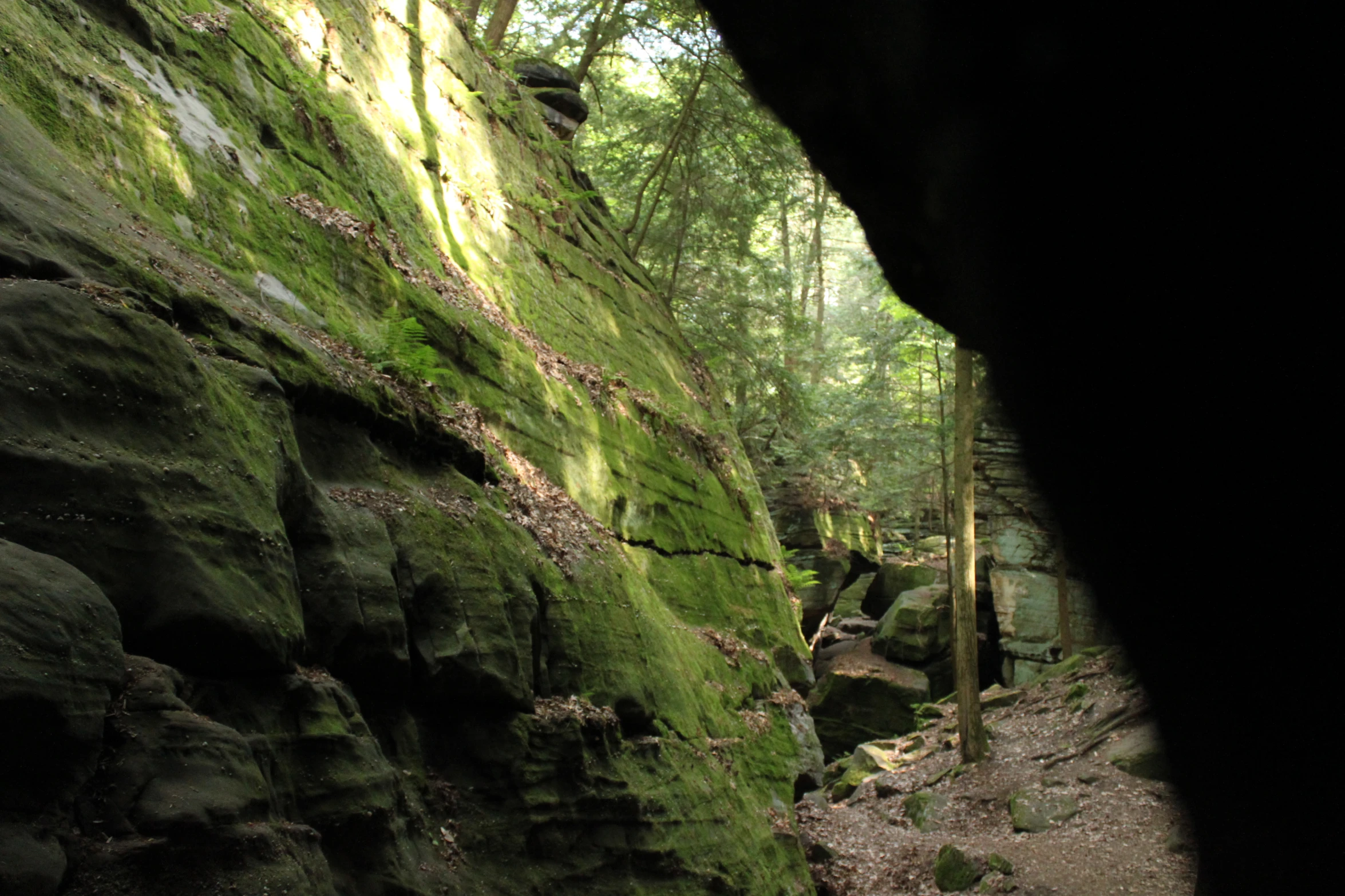 a rock covered cliff has trees and rocks