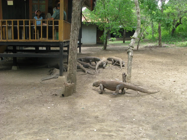 a group of dinosaurs in dirt area next to a house