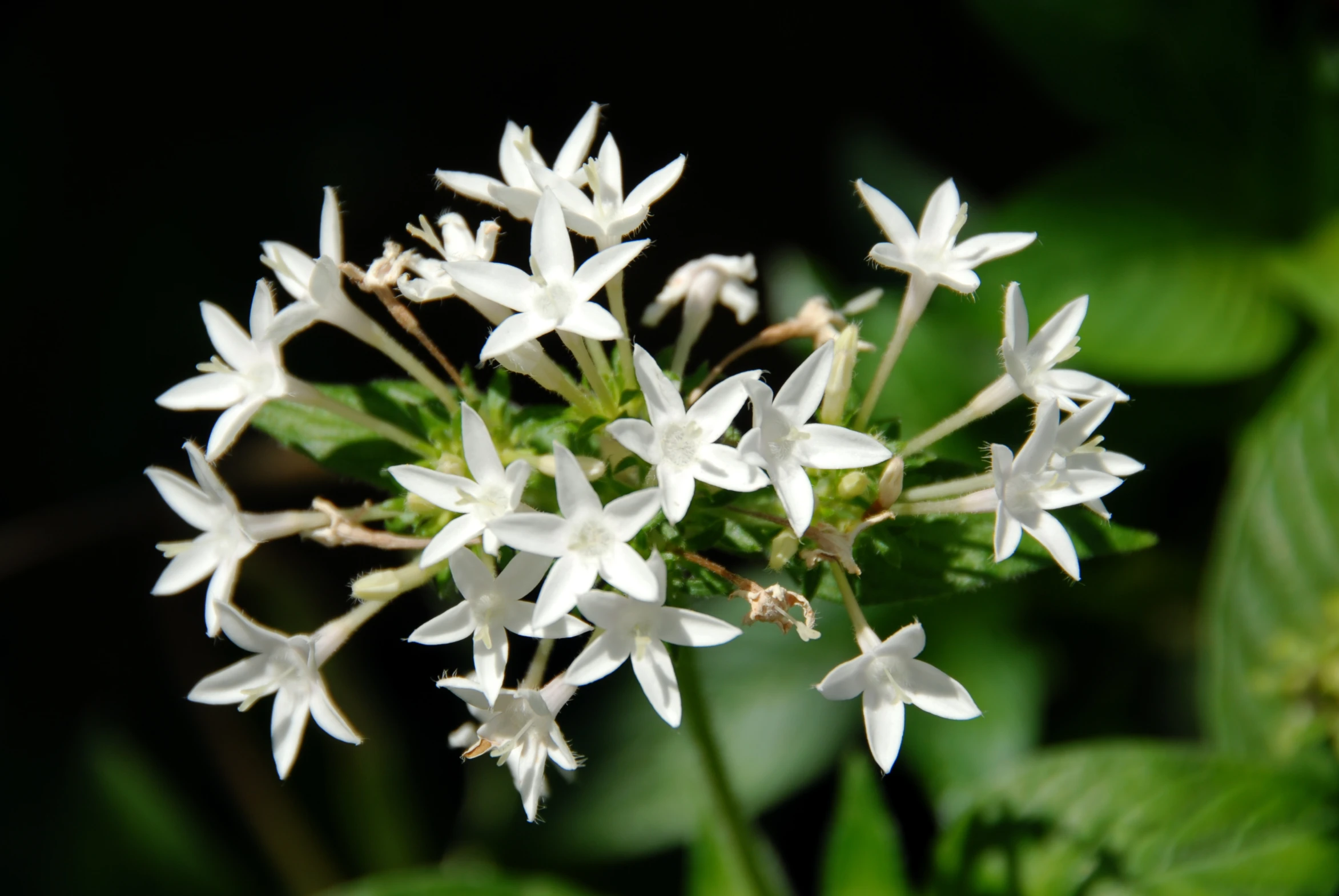 a small flower with white flowers growing in its center