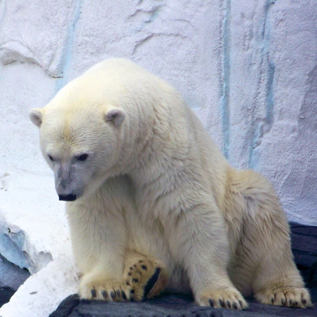 a small white polar bear sitting on top of a rocky ground