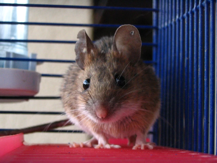 a brown mouse standing on a cage next to a metal fence