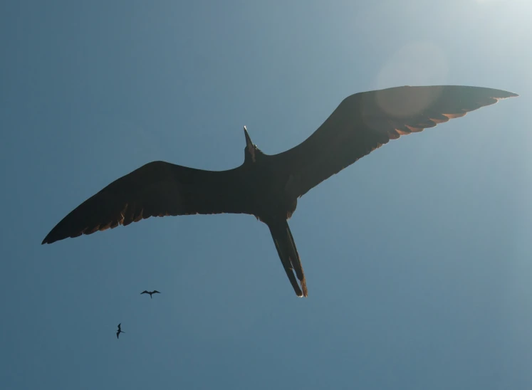 an large bird flying in the sky while birds fly behind
