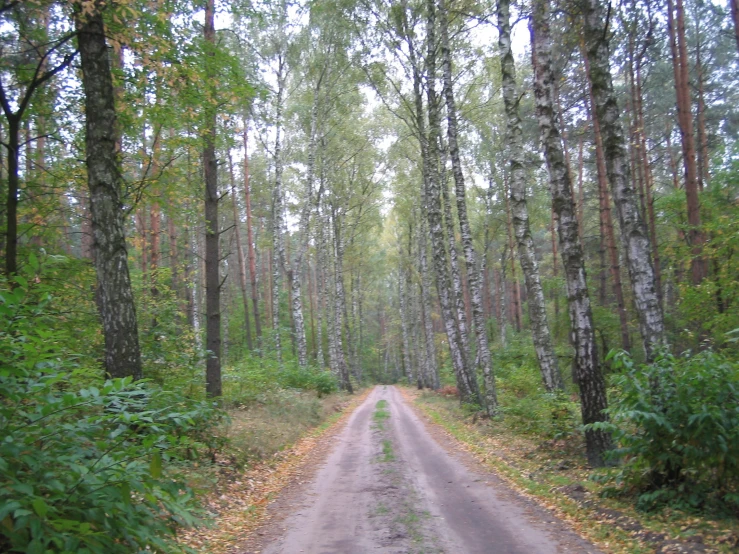 a road through the forest with trees surrounding it