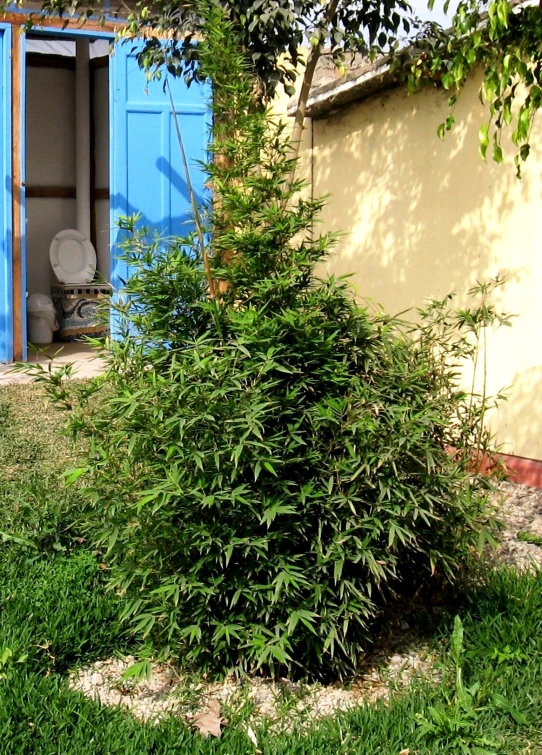 a plant in front of a yellow and blue house