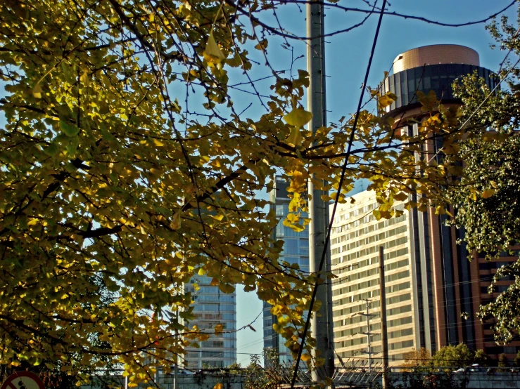 the building is next to a tree with some yellow leaves