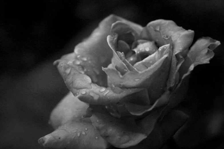 a flower with water droplets is shown in this black and white po